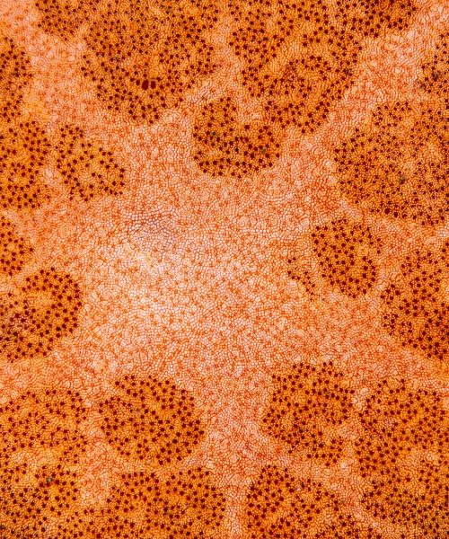 close-up-of-a-starfish-body-2021-08-26-15-26-44-utc-min