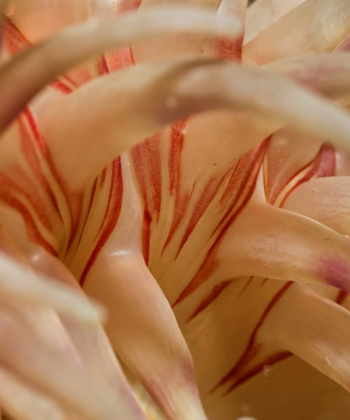 underwater-macro-picture-of-a-colorful-anemone-2022-03-17-06-37-46-utc-min